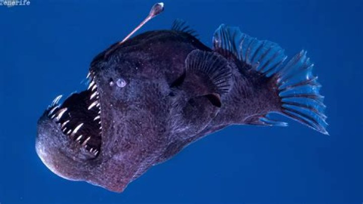 Exploring the Fascinating World of Angler Fish Sizes